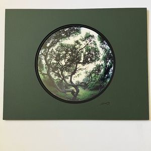 Limited edition tree in summer print - nature art photography print